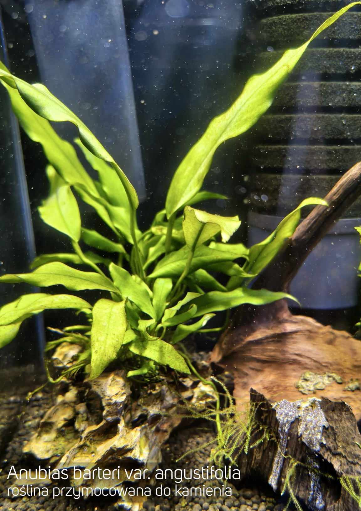 Anubias barteri var. angustifolia